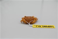 藏品(褶痕厚紋蟹)的圖片